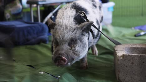 Pot-Bellied-Pig-Leashed-at-Indoor-Petting-Zoo