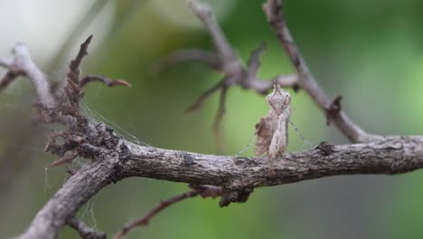 moviendo su pata delantera derecha mientras está de pie sobre una ramita desnuda, esta mantis es tan pequeña, mantis, ceratomantis saussurii, tailandia