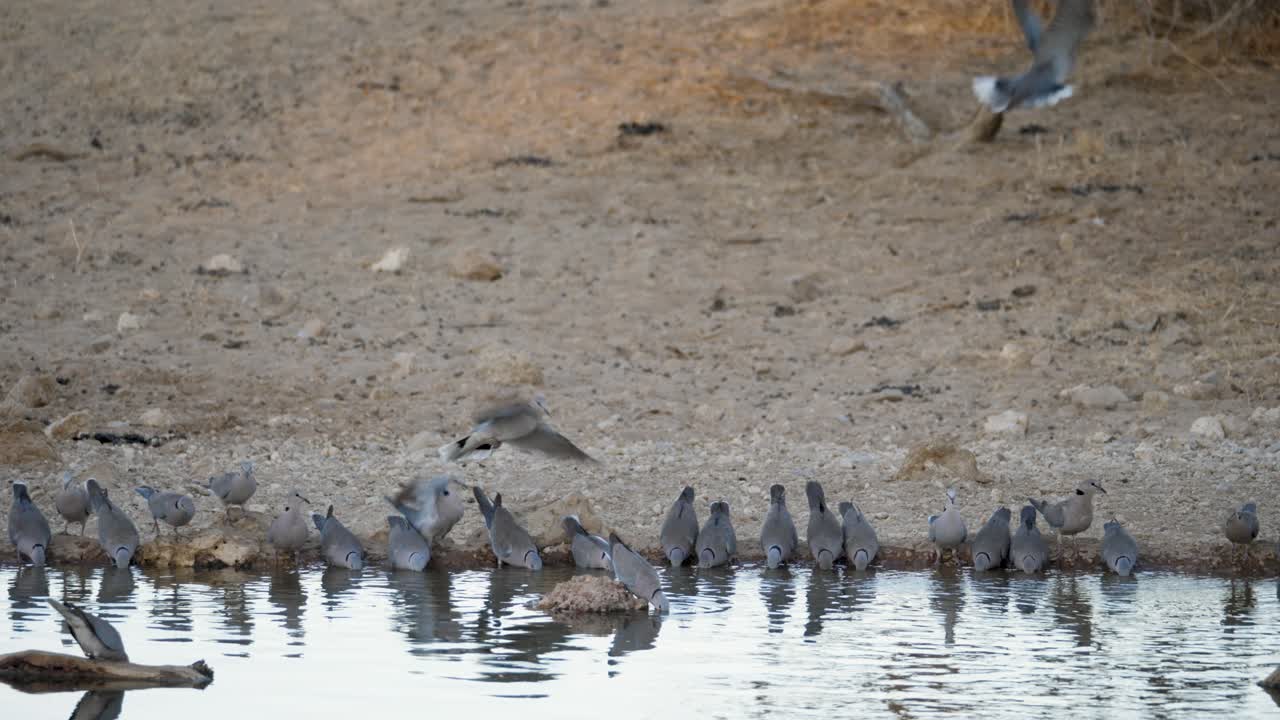 стая мысовых черепаховых голубей прилетает и улетает с водопоя в калахари