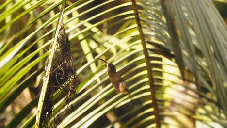 Ein-Einsiedlerkolibri-Schwebt-Vor-Seinem-Nest,-Nimmt-Ein-Insekt-Auf-Und-Nimmt-Es-Mit,-Um-Seine-Brut-Zu-Schützen