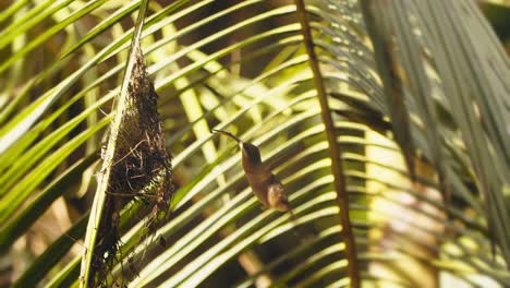 el colibrí ermitaño se cierne frente a su nido y recoge un insecto y se lo quita para proteger a su cría