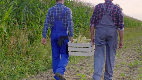 Vista-Trasera-De-Los-Agricultores-Caminando-Por-El-Campo-De-Maíz