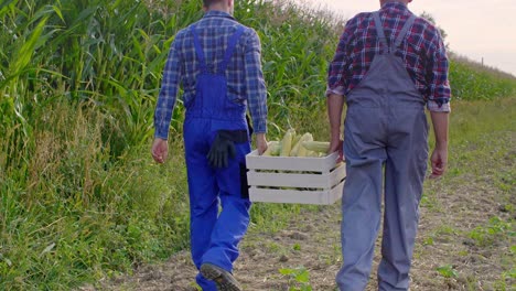 vista trasera de los agricultores caminando a través del campo de maíz