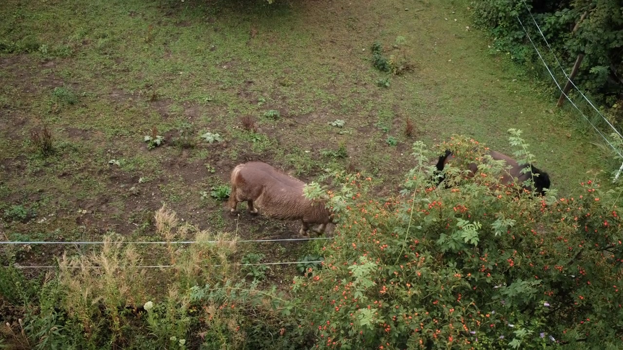 Vista dall'alto di un cavallo marrone che pascola in un paddock verde recintato accanto a un agriturismo rurale, con siepi e arbusti intorno. Una scena pacifica di vita di campagna e atmosfera da agriturismo.
