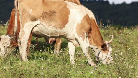 cows on green meadow - wide