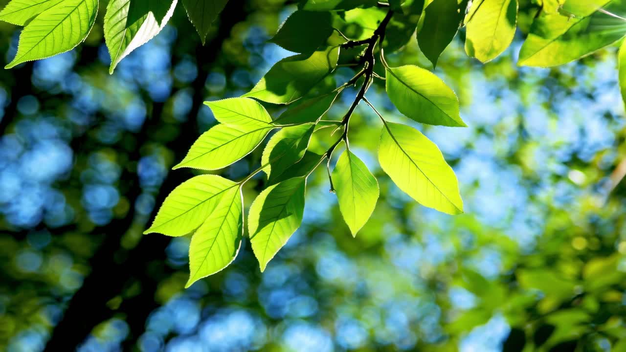 ローアングルで捉えられた、鮮やかな緑の葉を通して差し込む木漏れ日。