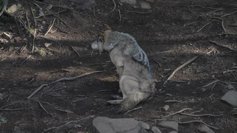 Lobo-Gris-Se-Sienta-Y-Descansa-En-El-Suelo-Del-Bosque-En-Omega-Park,-Canadá---ángulo-Alto,-Cámara-Lenta