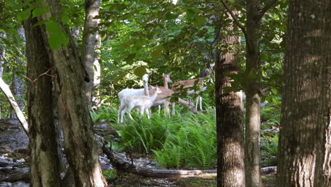 watching a small rangale of deer are grazing while staying alert for danger