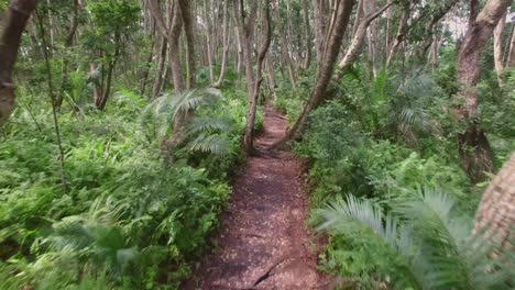 Aerial:-A-path-in-the-jungle-of-Zanzibar