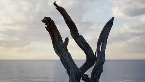 madera a la deriva en una playa al atardecer