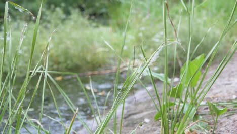 jóvenes cañas verdes cubiertas de pelusa, telarañas, crecen en una tranquila orilla del río, lago