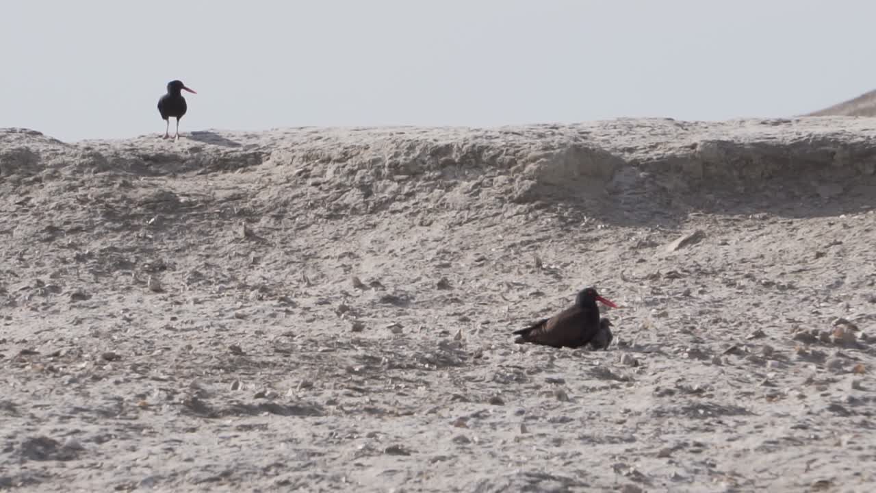 hermosos pájaros ostreros negros con la hembra protegiendo a su pollito con el macho vigilando el medio ambiente - cámara lenta