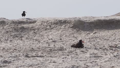 Beautiful-black-Oystercatcher-birds-with-the-female-protecting-her-chick-with-the-male-watching-over-the-environment---slow-motion