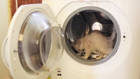 the kitten climbed into the washing machine and plays there