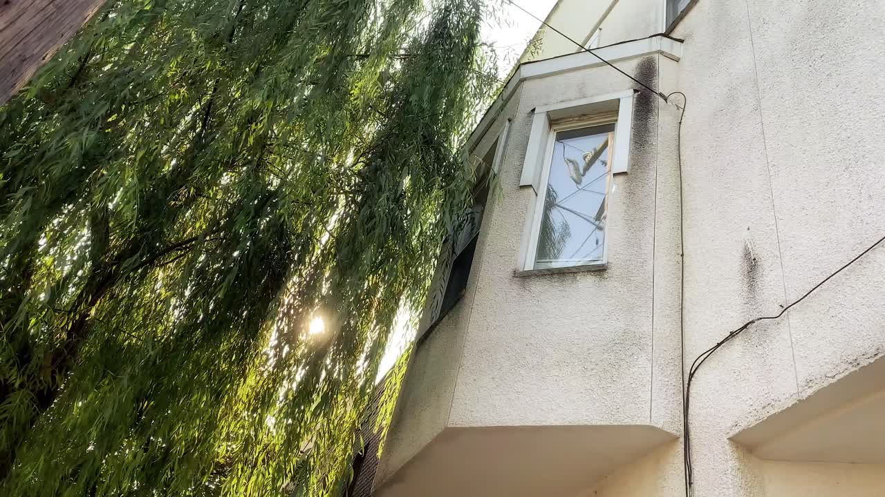 아침에 나뭇잎 사이로 햇살이 비치는 버드나무로 덮인 2층 퇴창의 로우 앵글 샷