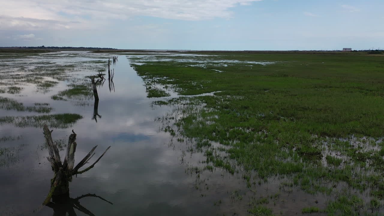 Volo di drone basso all'indietro tra tronchi d'albero morti e spogli in un estuario di palude salmastra con l'alta marea
