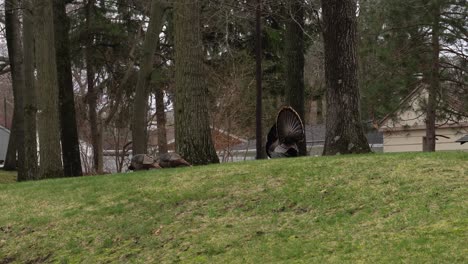 Drei-Truthähne-In-Einem-Hinterhof-In-West-Michigan