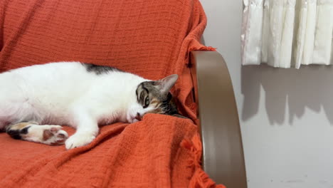 gato tratando de dormir pero atento con la cámara que se acerca
