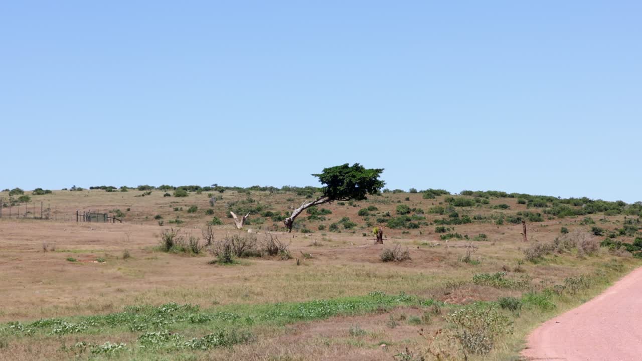 fotografía estática del paisaje de la estepa africana. hierba con varios arbustos y árbol torcido en el medio. parque safari, sudáfrica
