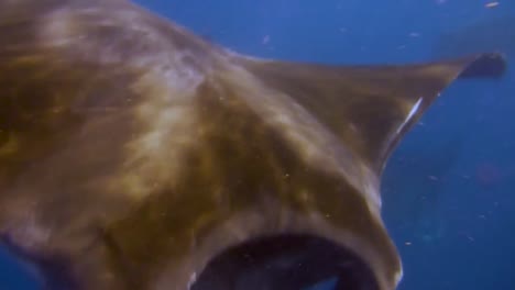 encounter with giant mantarays in the caribbean sea of mexico