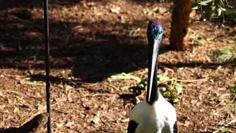 stork standing in a zoo enclosure