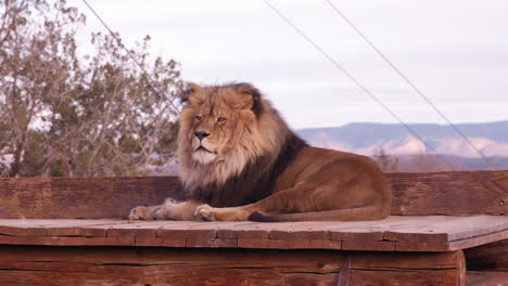 lion lays down on roof of structure in nature reserve with mountain in background