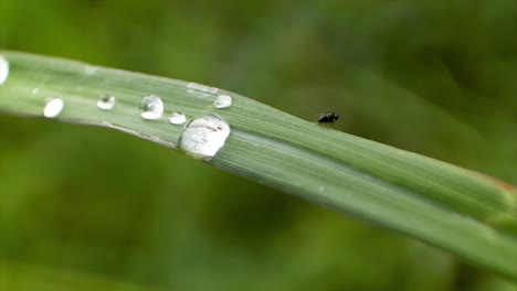 flies are on the green grass blown by the wind bright daylight, close up