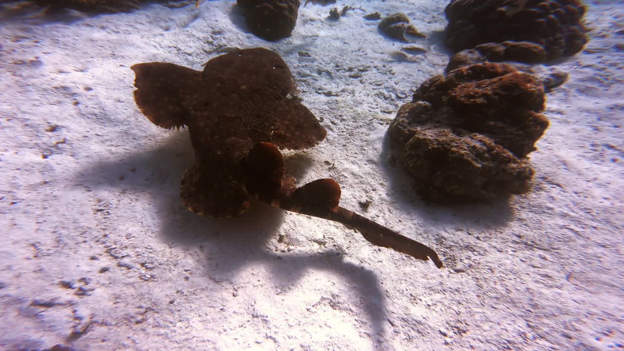 Live to dive and dive to live