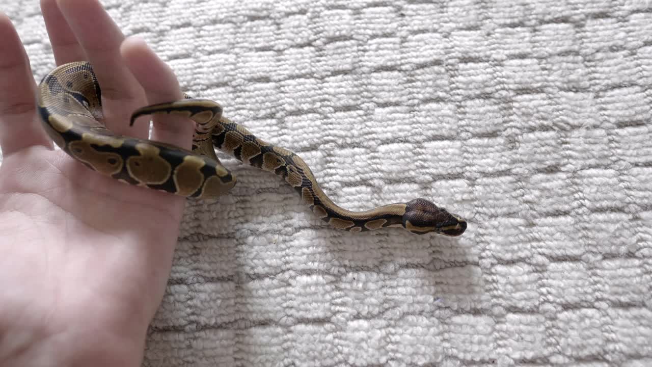 ребенок фитон двигает руками