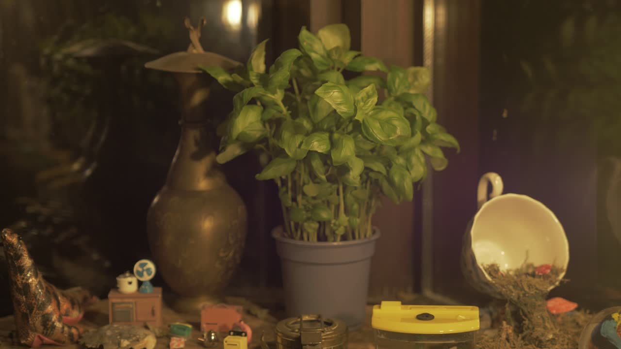 planta de albahaca que crece en el alféizar de la cabina