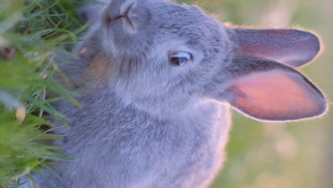a beautiful gray bunny on a green meadow eats grass. rabbit in the field. vertical video