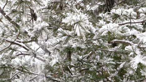 snowy pine tree getting cut down