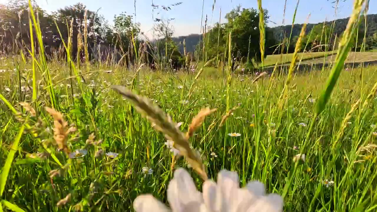 Froschperspektive von Gänseblümchen und Wildblumen, die auf einer sonnigen grünen Wiese im Wind wiegen.