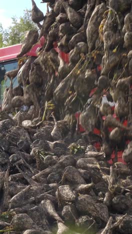 harvesting sugar beets with machinery, showcasing the process of agricultural production