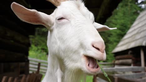 White-goat-chews-on-blade-of-grass-in-a-mountain-village-farm-in-the-countryside