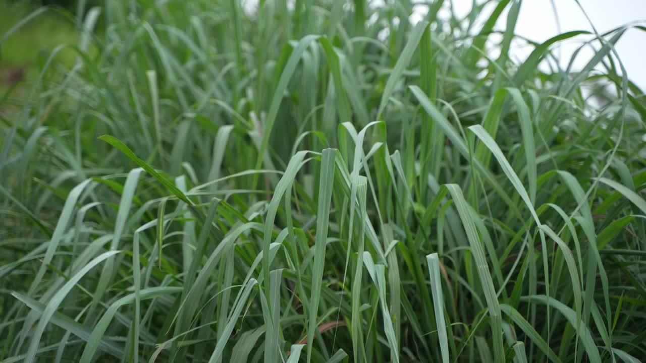 This is Lemon grass. The tree exudes a lemon-like scent. Many people use the leaves of this plant as tea and it is very beneficial.This work is done in mountainous areas