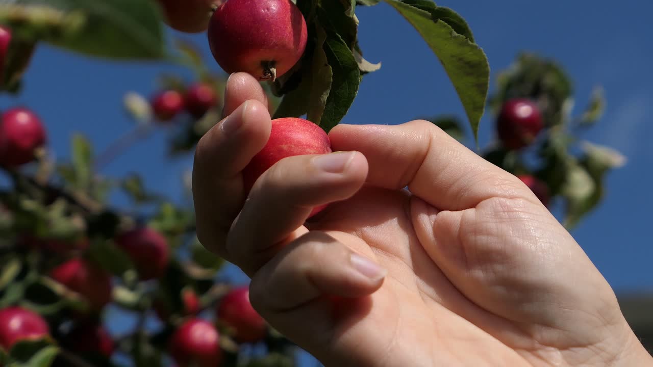 la mano recogiendo manzana roja del árbol, de cerca