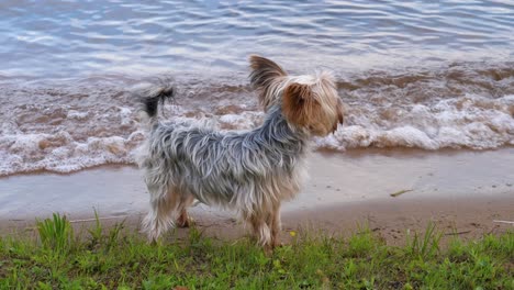 Perro-Yorkie-En-La-Costa---Orilla-Cubierta-De-Hierba-Y-Olas-Pequeñas