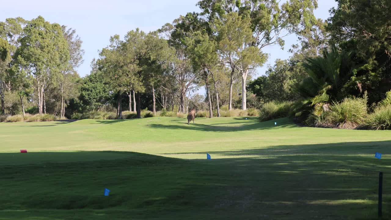 골프 공이 울창한 초록색 코스를 가로질러 움직인다
