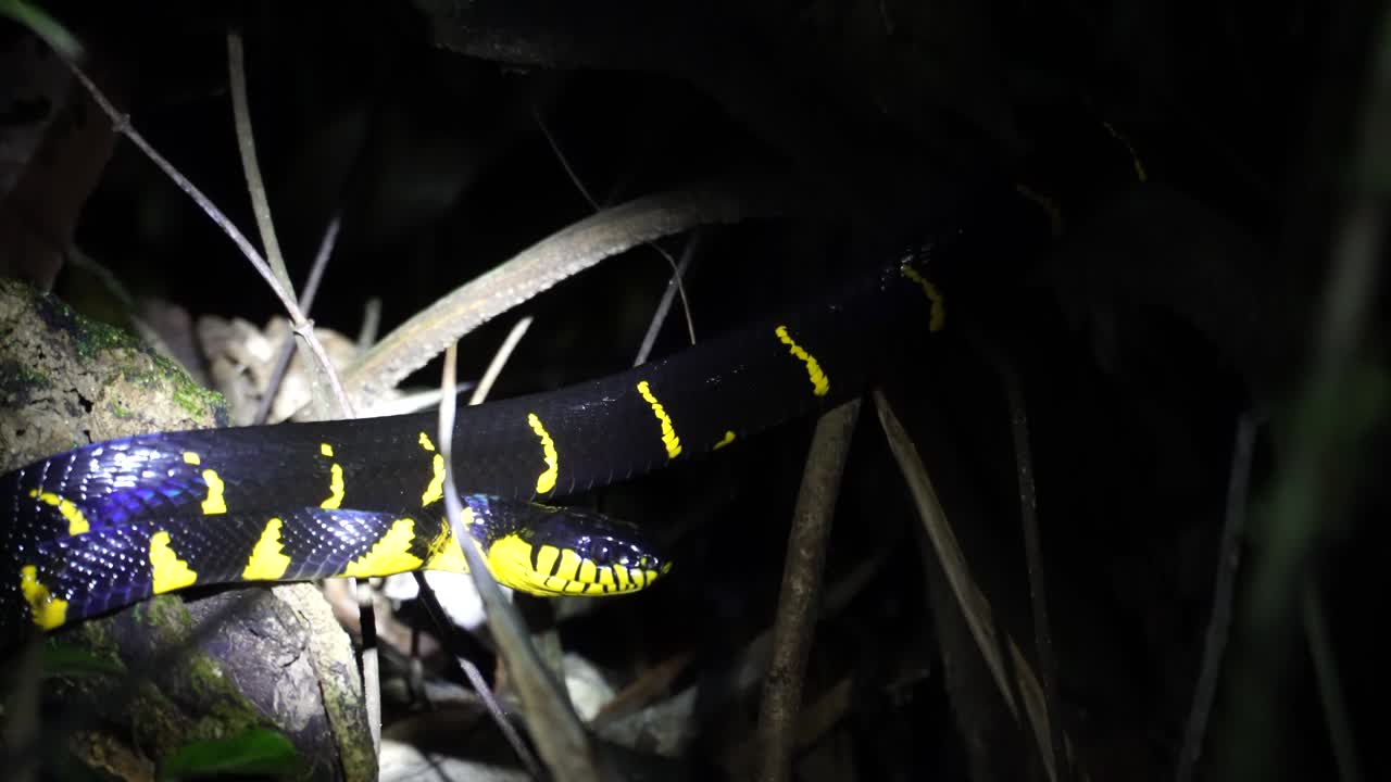 una serpiente amarilla y negra es vista en medio de la noche en la jungla del parque nacional khao sok en tailandia en un safari en la jungla