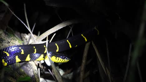 a yellow and black snake is spotted in the middle of the night in the jungle of khao sok national park in thailand on a jungle safari