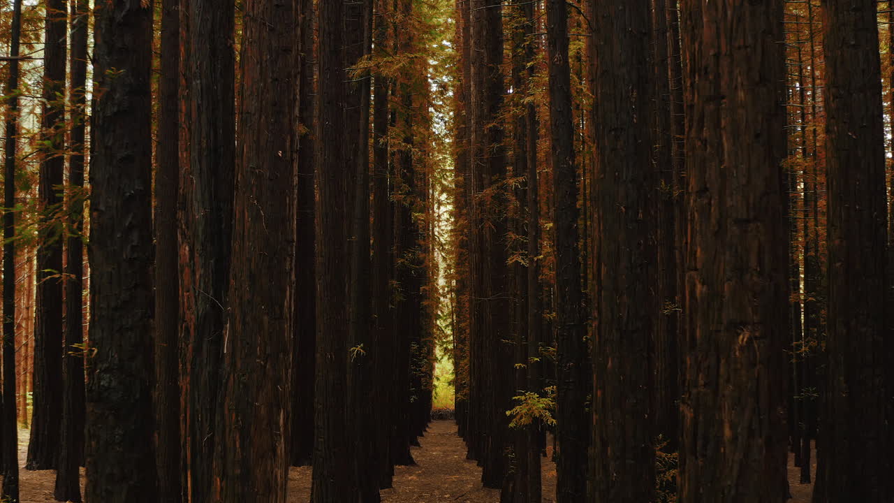 Interno del sottobosco fittamente popolato di una foresta di sequoie in Australia con colori autunnali.