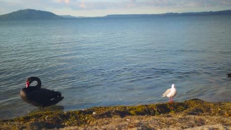 Cisne-Negro-Nadando-Relajante-Sobre-El-Lago-Termal-Rotorua-Nueva-Zelanda