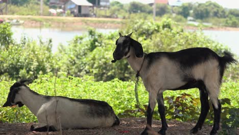 grey and black goats chilling and resting