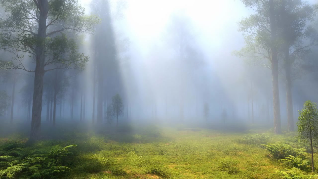 Low centered wide view across forest clearing as dense blue fog lifts and vertical sun beams open through canopy, revealing lush moss, fern undergrowth, damp ground, soft haze and tranquil depth