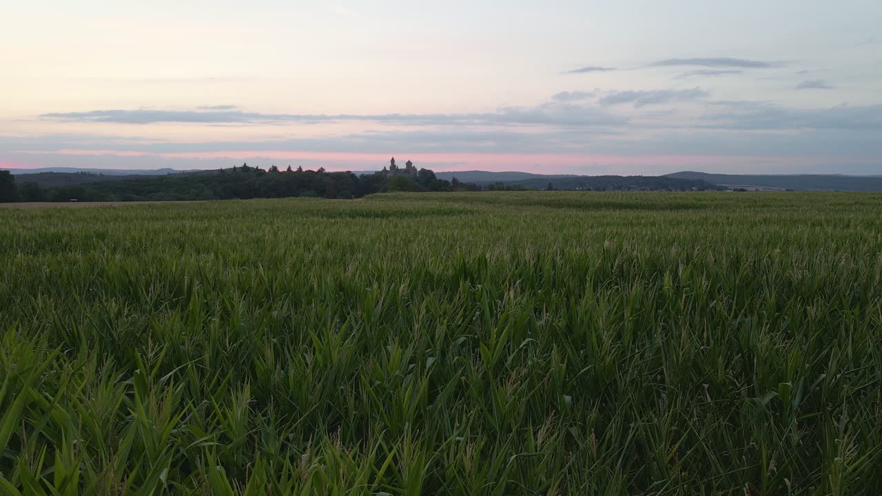 статичный вид с воздуха на огромные кукурузные поля в германии с лесом на заднем плане