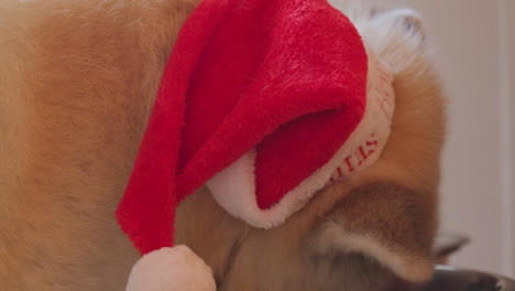 akita inu dog wearing a christmas santa hat, indulging in ginger cookies with soft furry ears