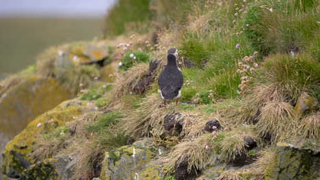 stable shot of atlantic puffin bird from the back