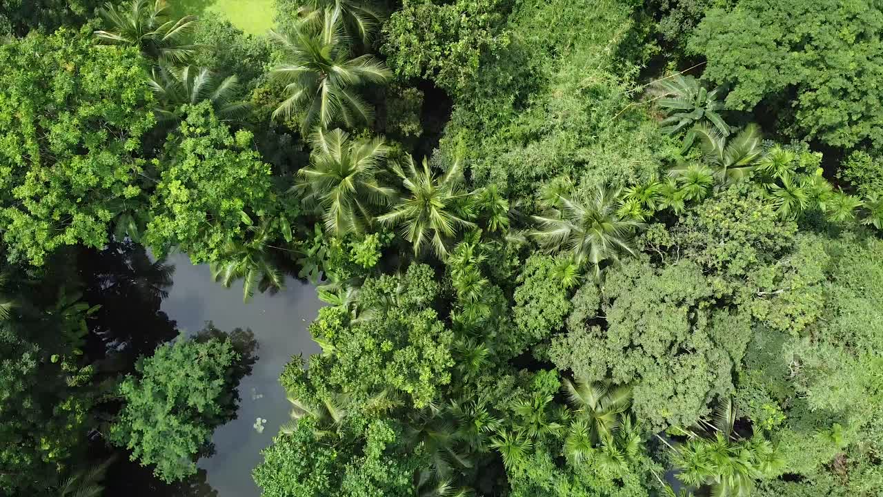 Deep Green Forest in Sunney Days