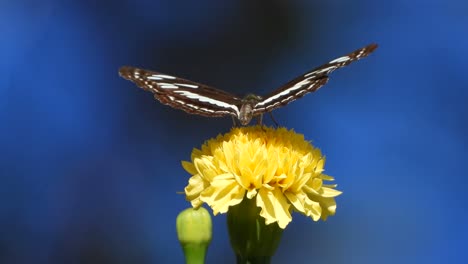 butterfly closeup footage in yellow flowers .